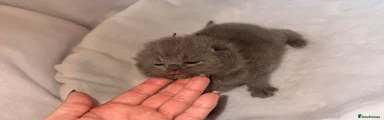 British Shorthair 5