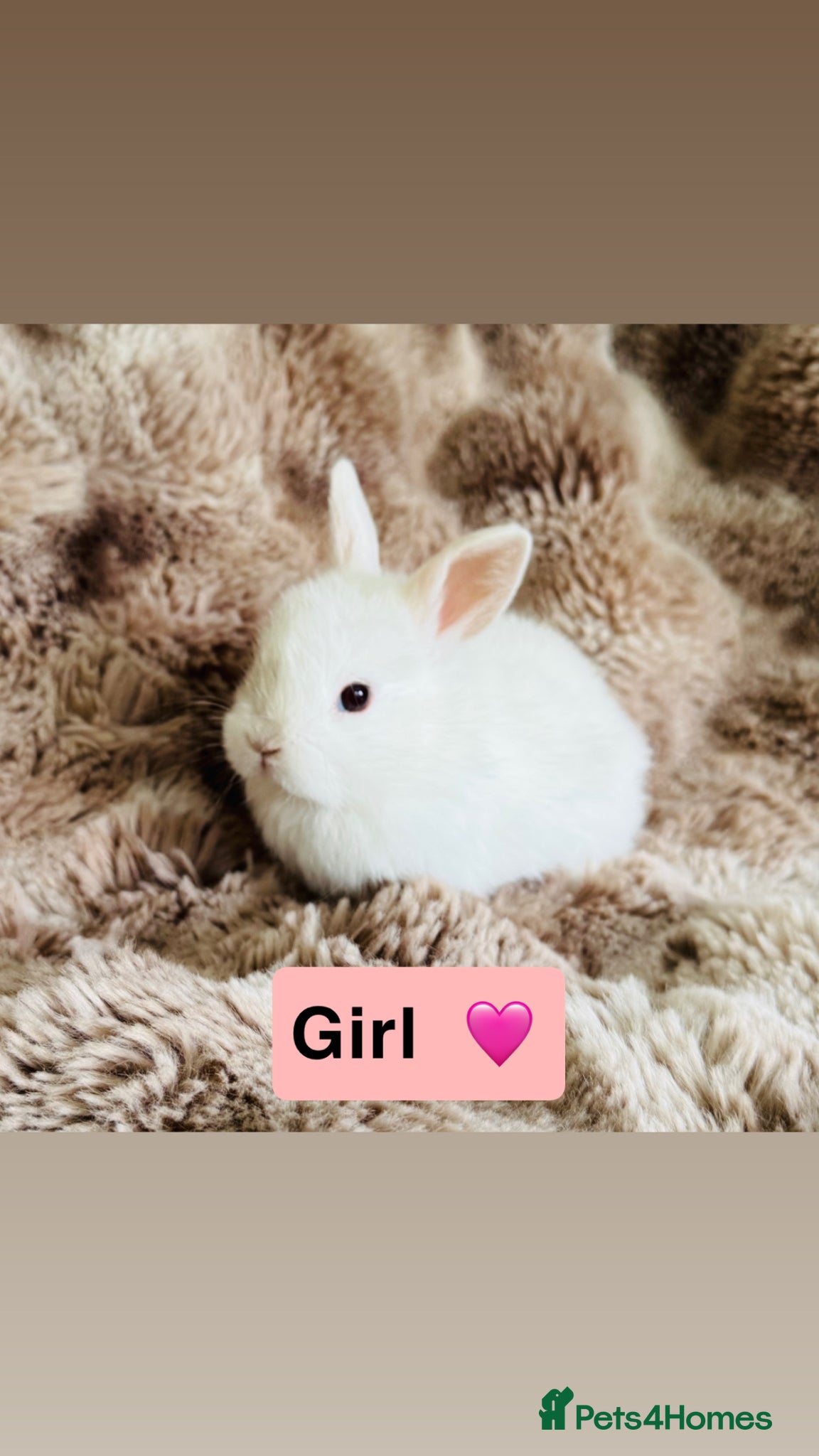 Mixed Breed rabbits Very Friendly Well Handled Bunnies - Advert 12