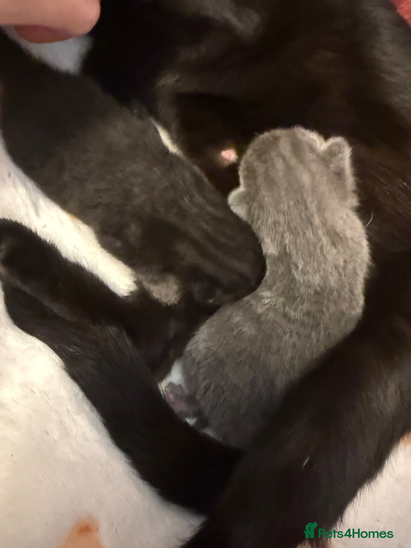 Mixed Breed cats 2 beautiful male kittens ready for reservation! - Advert 4