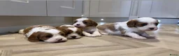 Cavalier King Charles Spaniel dogs for sale: DNA HEALTH TESTED CAVALIER KING CHARLES  - Advert 4