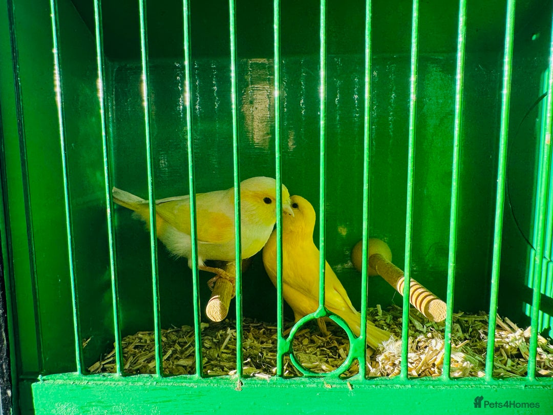 Canaries birds for sale: Pairs of mosaic canaries  - Advert 11