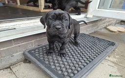 Mixed Breed dogs for sale: 3 beautiful boys for sale  - Image 29