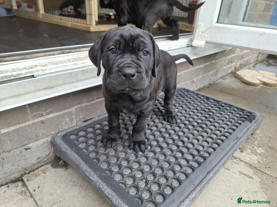 Mixed Breed dogs for sale: 3 beautiful boys for sale  - Image 29