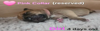 Pink Collar - Reserved
