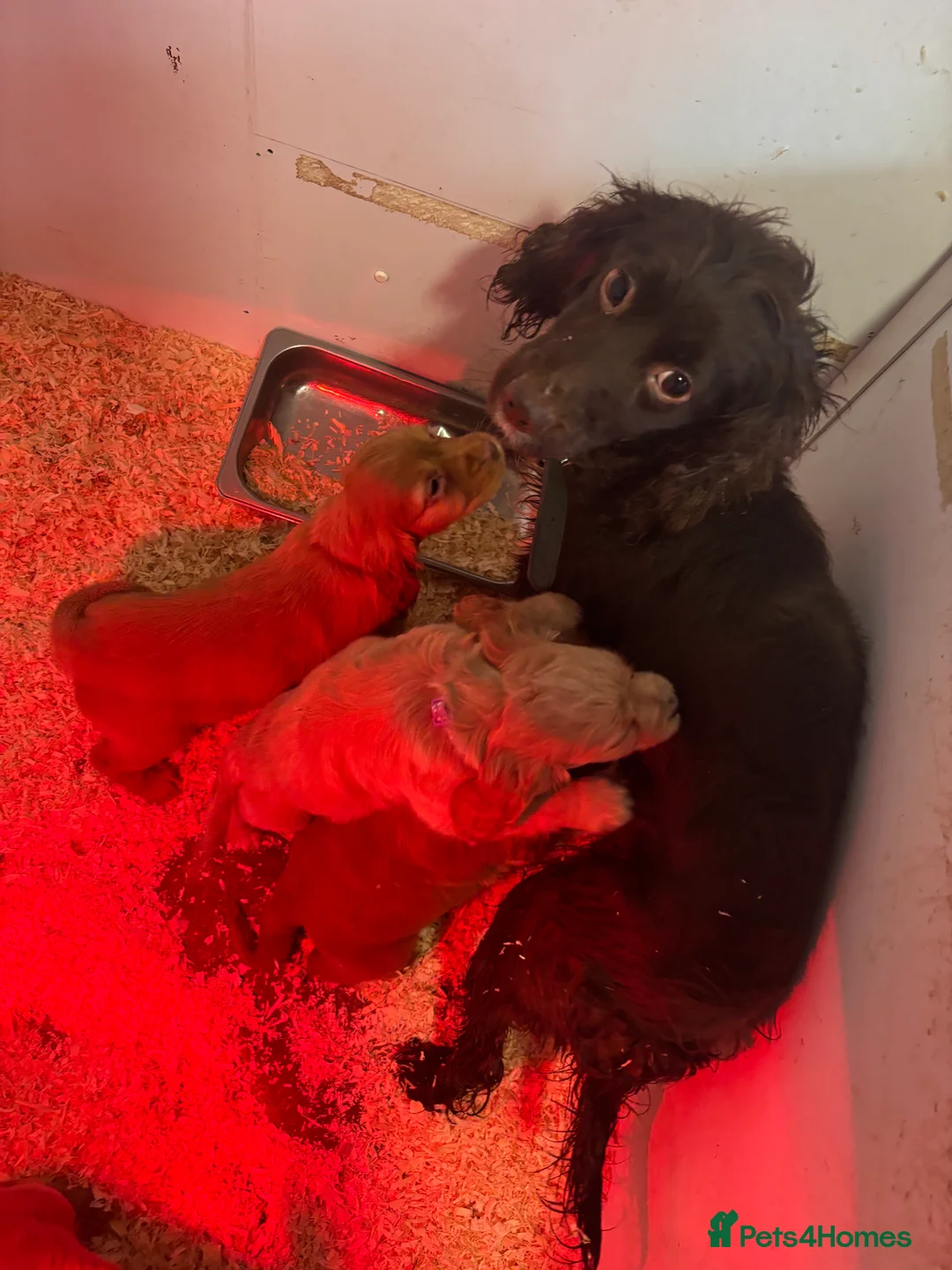 Cocker Spaniel dogs for sale: 5 beautiful kc reg cocker spaniel puppies  - Advert 1