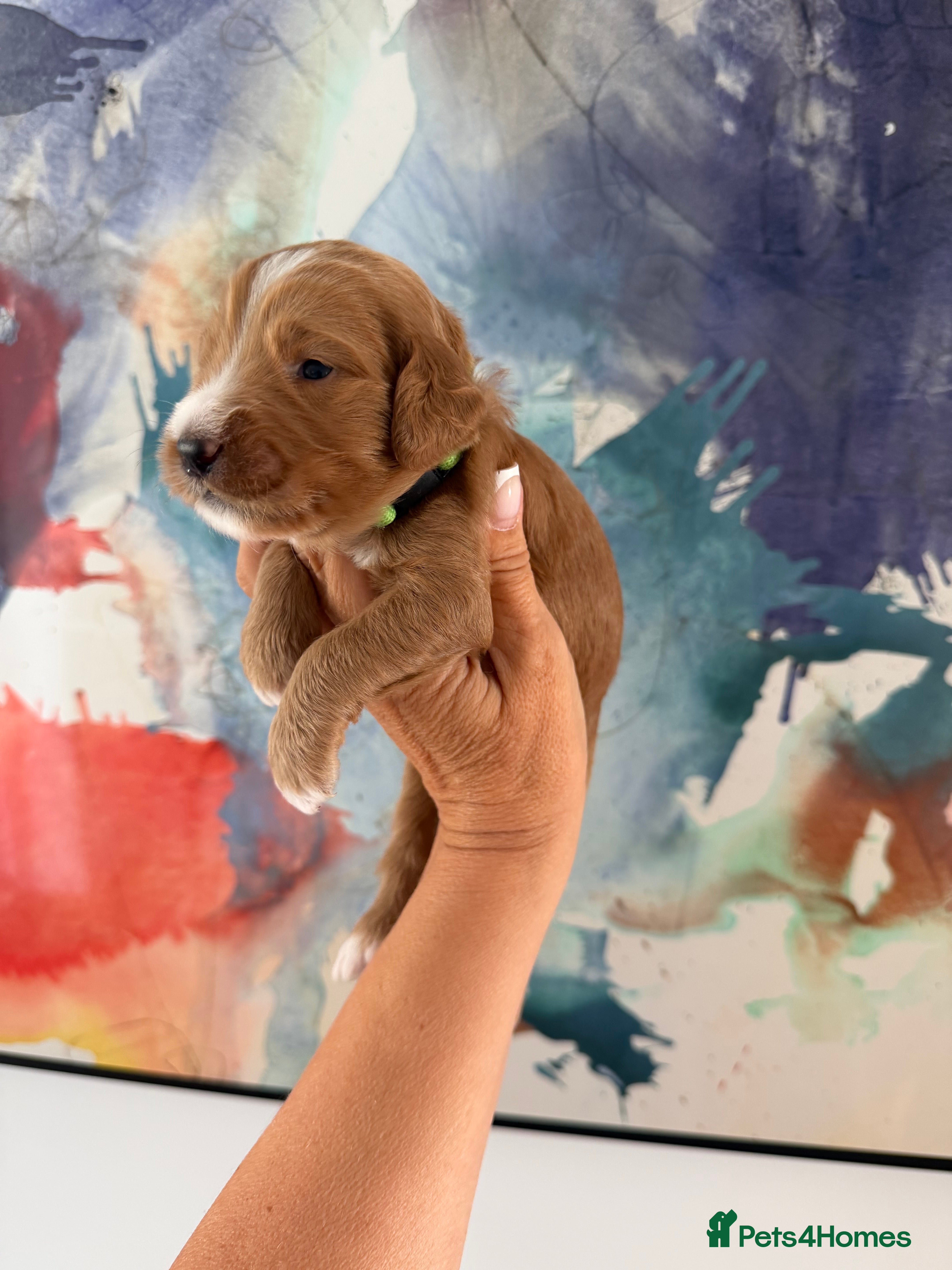 Goldendoodle dogs Stunning Multigenerational Goldendoodle Girls  - Advert 2