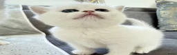 British Shorthair cats for sale: 😻TICA British Shorthair kittens 😻 - Advert 33
