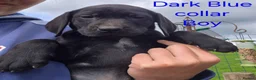 German Shorthaired Pointer dogs for sale: Pointadors (Lab x GSP) - Advert 10