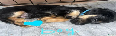 Mixed Breed 1