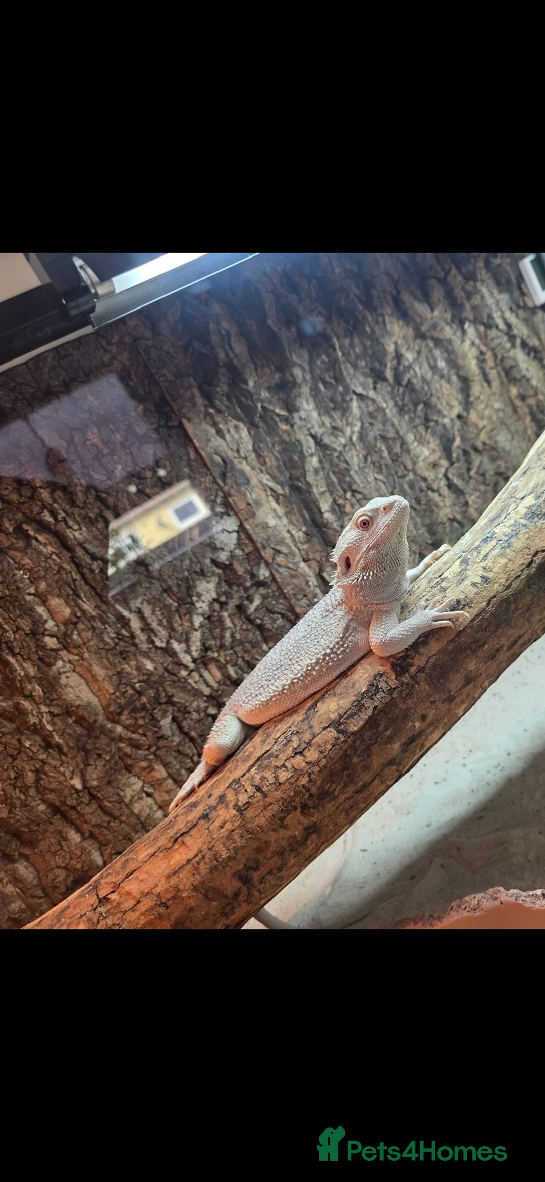 Bearded Dragon reptiles for sale: Bearded dragon with full setup  - Advert 1