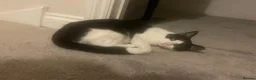 Domestic Shorthair cats for sale: Pair of Tuxedos (2 years old) - Advert 17