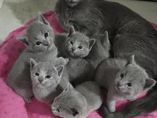 Russian Blue cats Russian Blue Kittens - Advert 5