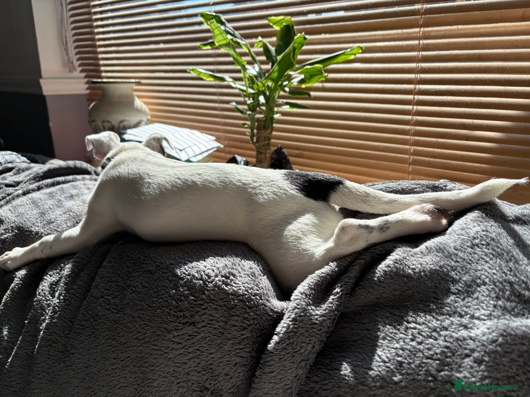 Jack Russell dogs for sale: Jack Russell for sale - Image 2