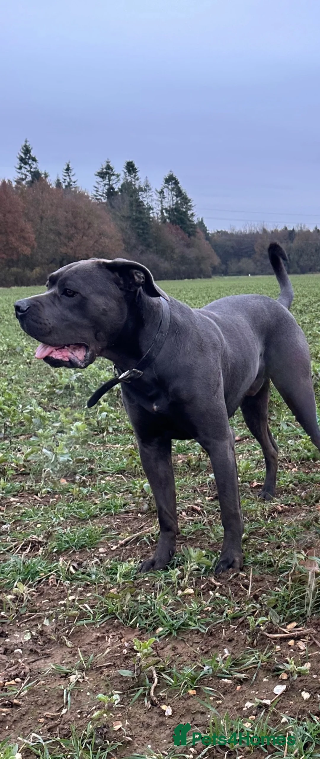 Mixed Breed dogs for sale: Cane Corso 75% x German Shepherd 25% in Bishop's Stortford - Advert 2