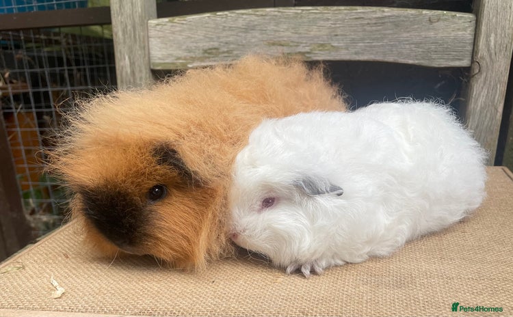 Guinea Pig rodents - Advert 2