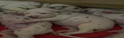 Dalmatian dogs for sale: Eagerly Awaited Litter Now Here 💫 - Advert 10