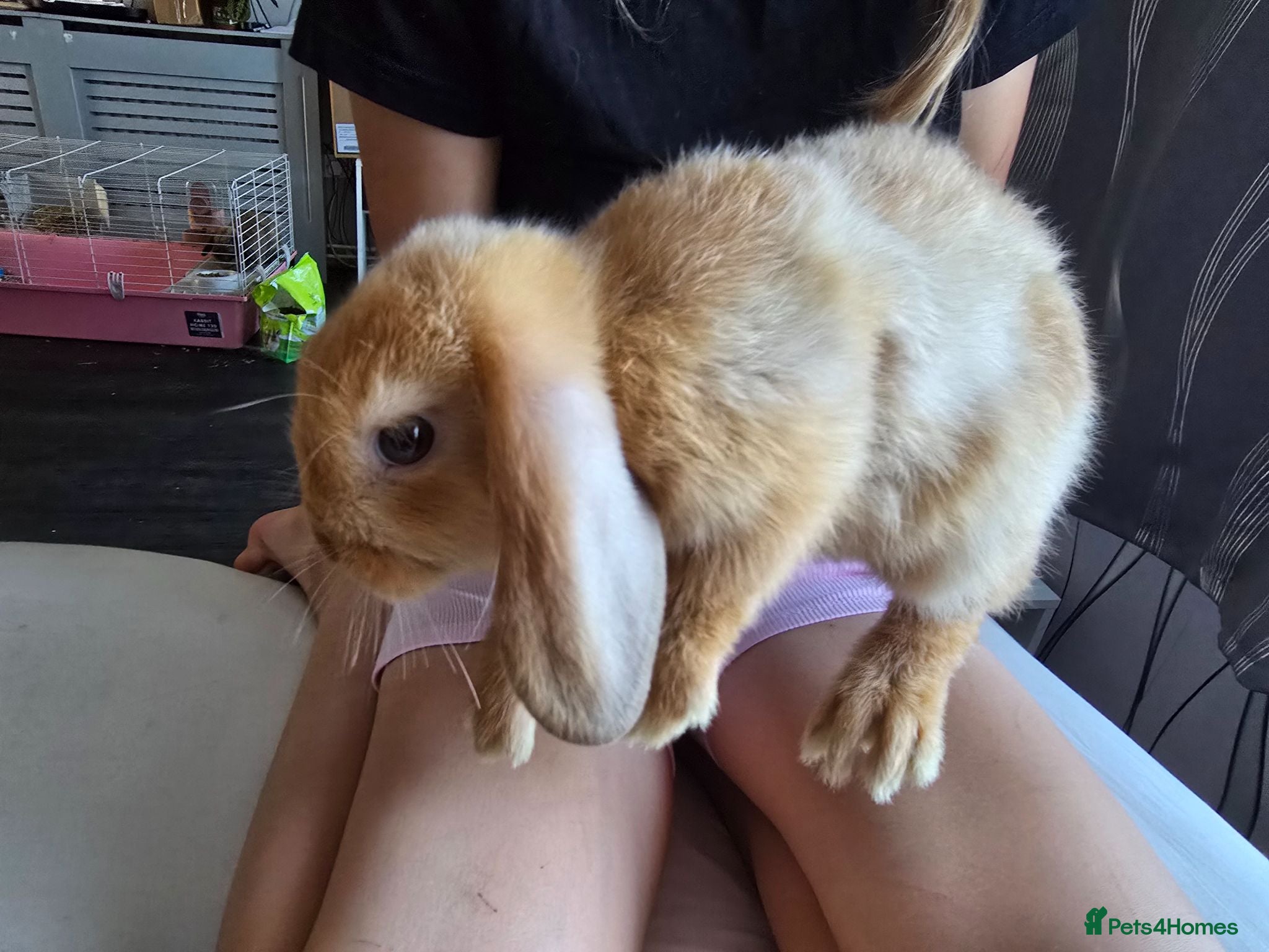 Mini Lop rabbits Mini lop - Advert 13