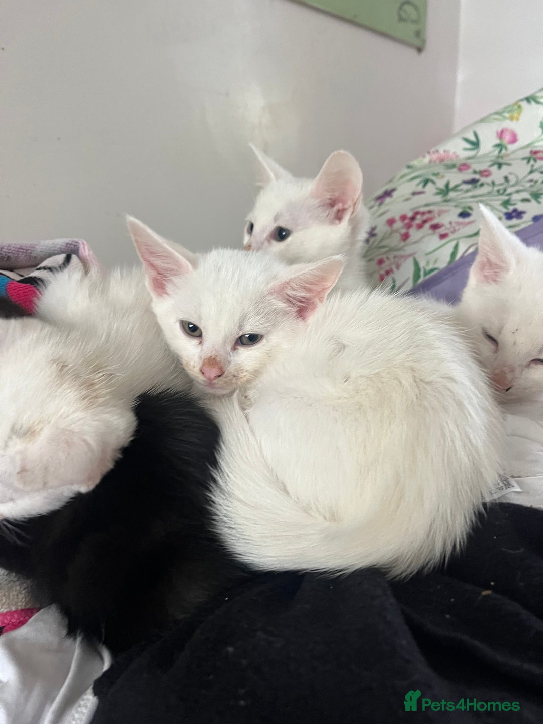 Mixed Breed cats for sale: Adorable kittens for new home  - Image 5
