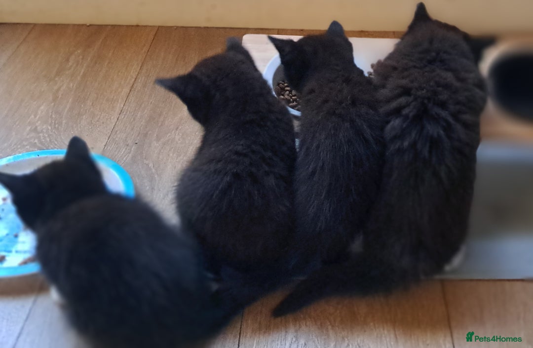 Mixed Breed cats for sale: Gorgeous Cross Kittens 🌟 - Advert 13