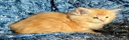 Maine Coon cats for sale: 2 Adorable Maine Coon Kittens TICA reg.  - Advert 15