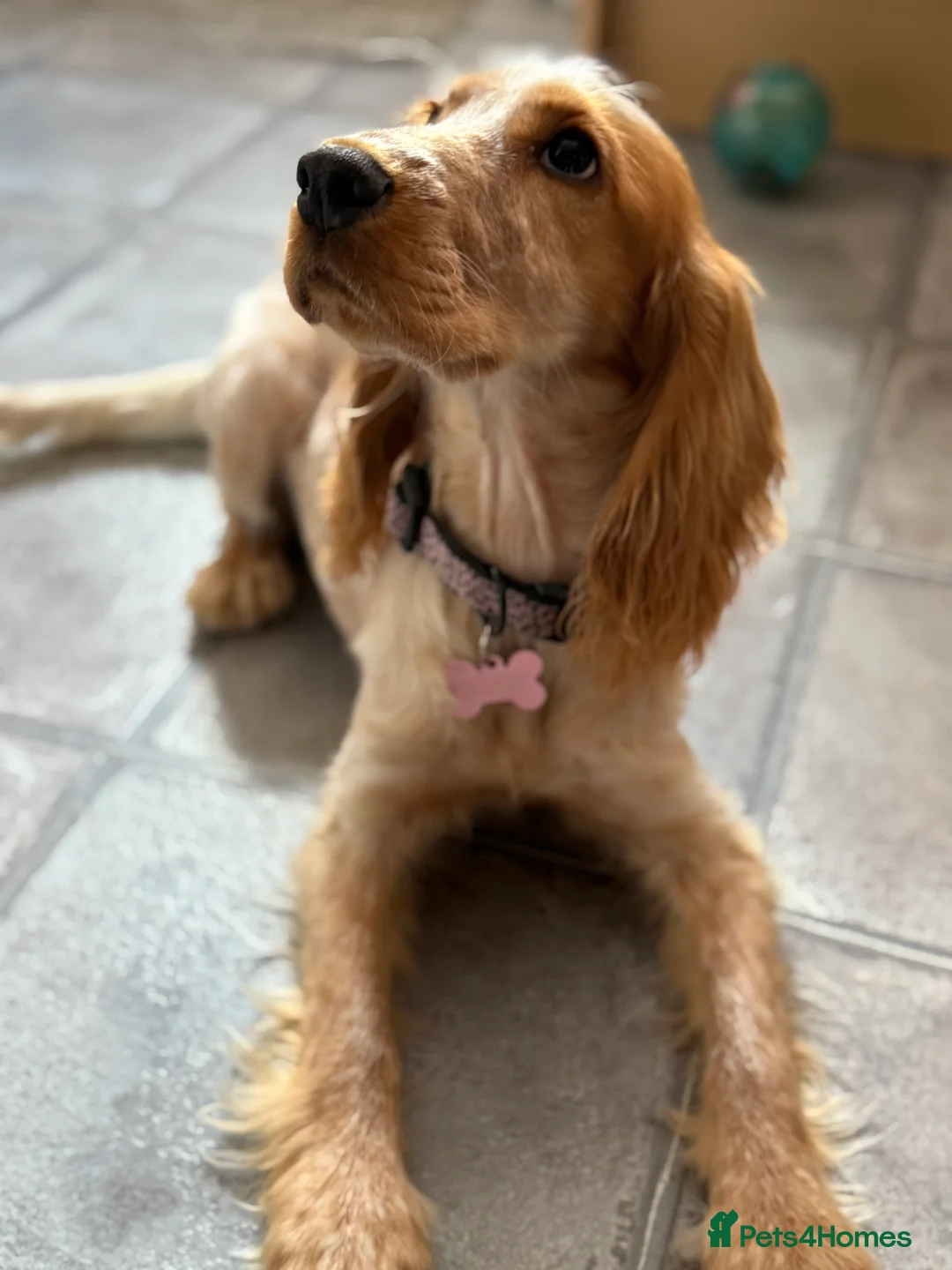 Cocker Spaniel dogs for sale: Cocker spaniel - Advert 4