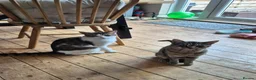 Domestic Shorthair cats for sale: 2 male cats looking for a new home - Advert 1