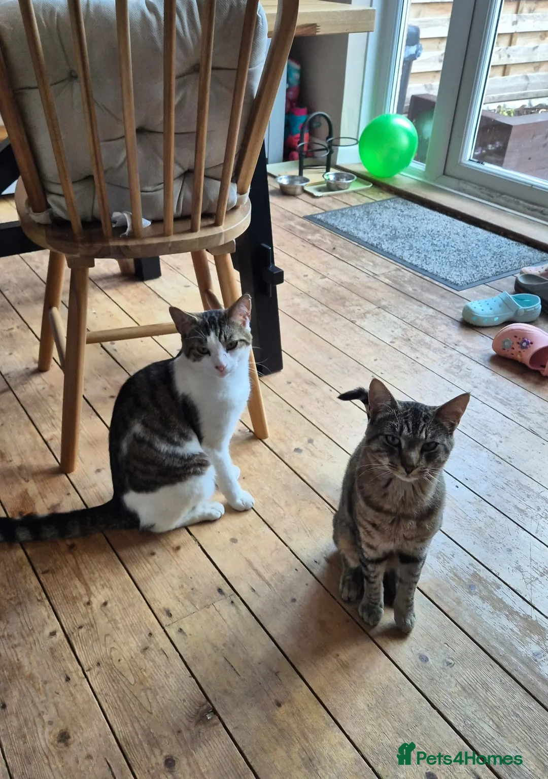 Domestic Shorthair cats for sale: 2 male cats looking for a new home - Advert 1