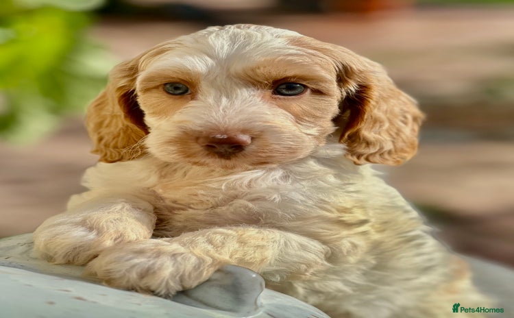 Cockapoo dogs - Advert 10