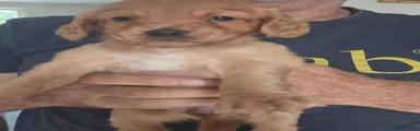 Cocker Spaniel 2
