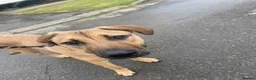 Mixed Breed dogs for sale: Beautiful 10 month old mixed breed female- Sasha  - Advert 5