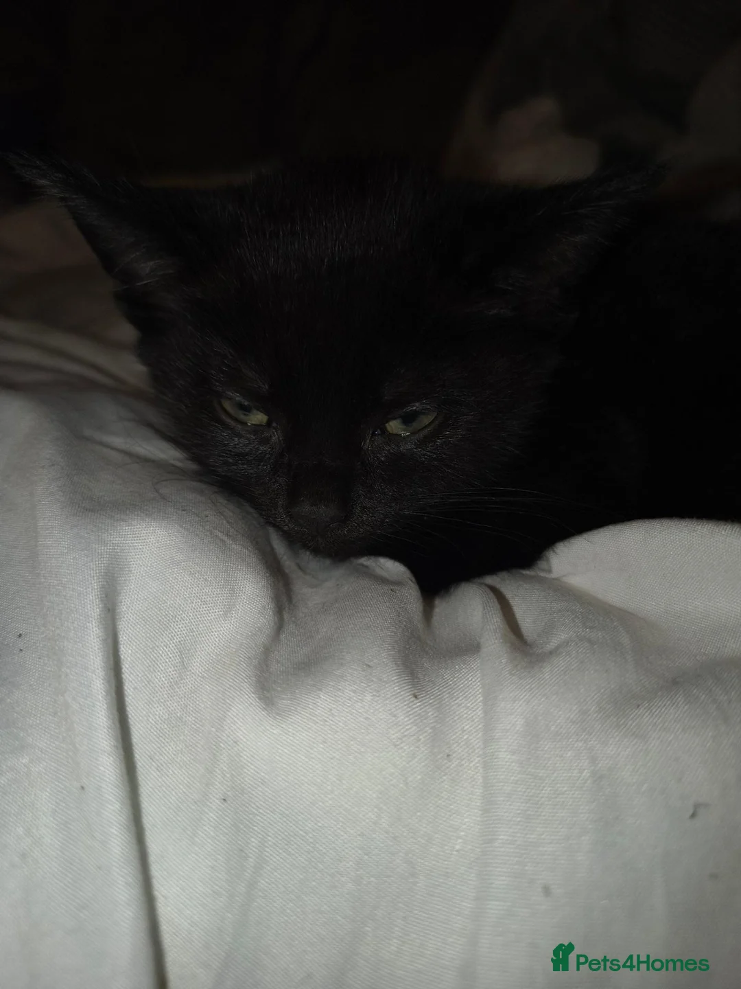 Mixed Breed cats for sale: 1 female kitten - Advert 5