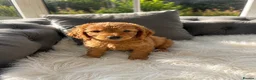 Cockapoo dogs for sale: F1 golden cockapoo puppies  - Advert 23