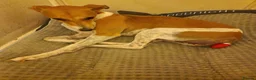 Mixed Breed dogs for sale: Lady and Sammy in Liverpool - Advert 3