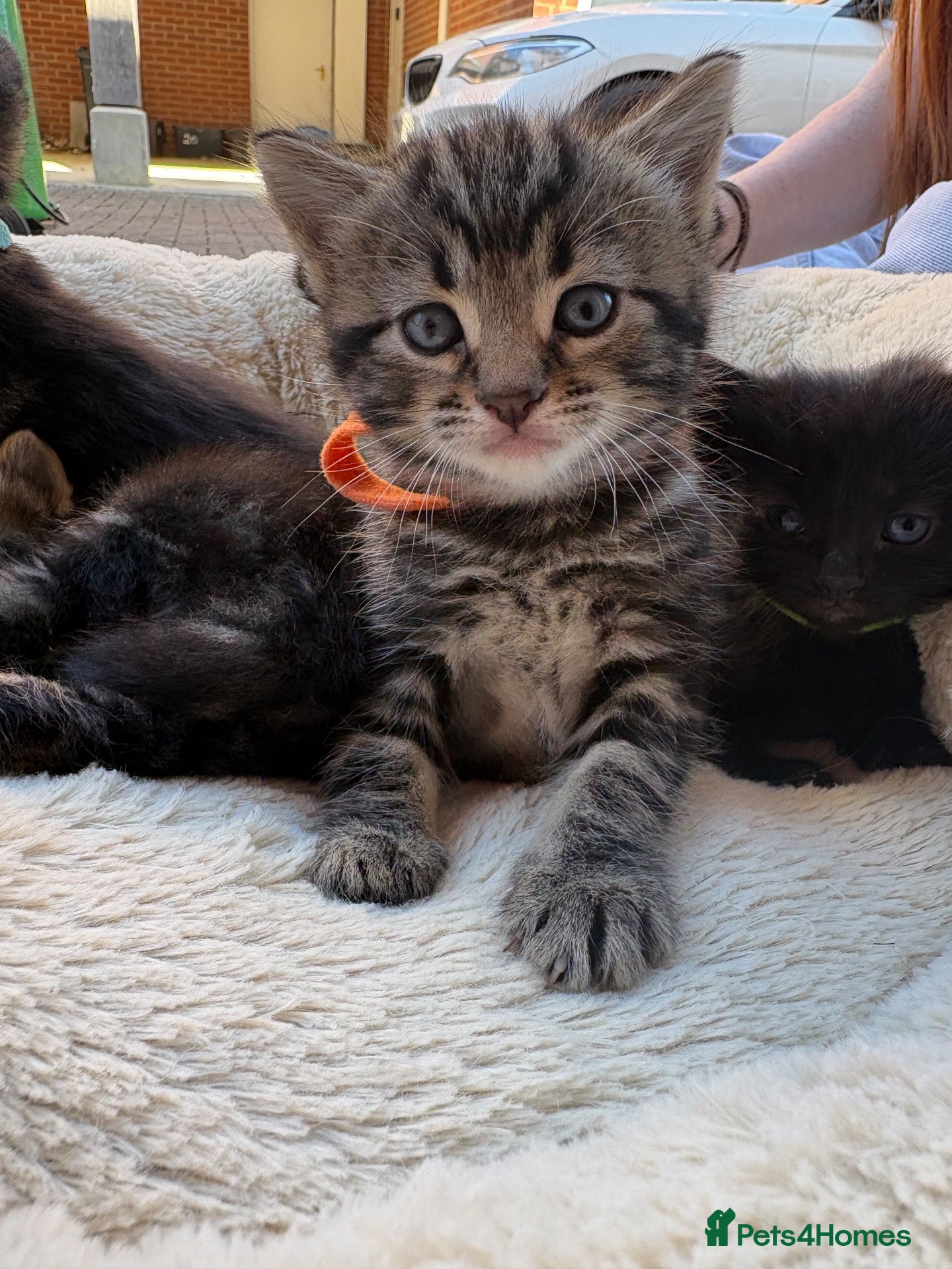 British Shorthair cats 3 remaining kittens looking for their forever home - Advert 1