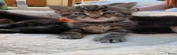 British Shorthair cats for sale: 3 remaining kittens looking for their forever home - Advert 1