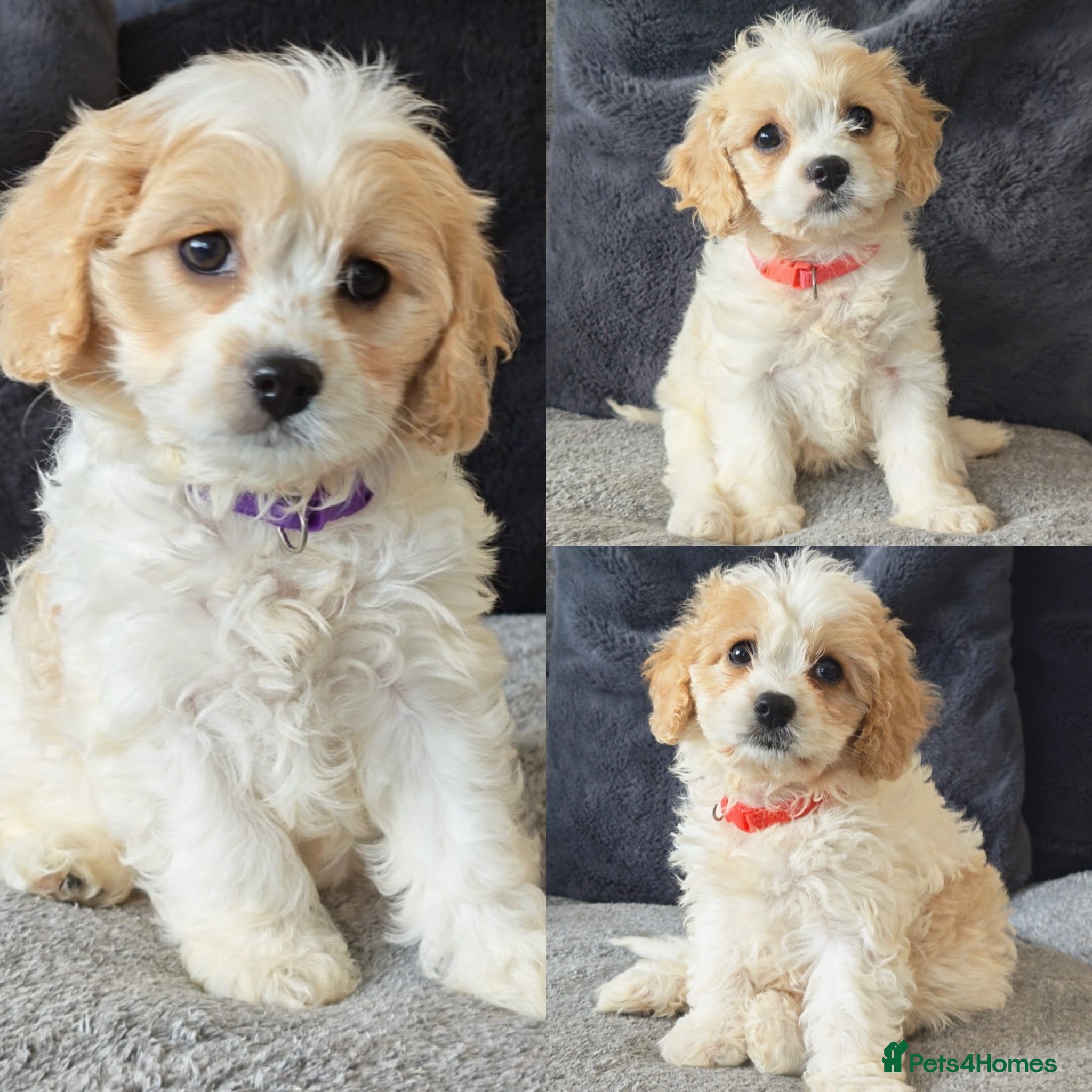 Cavapoo dogs F1 Cavapoo’s ready for new homes-1 boy & 3 girls - Advert 1