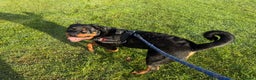 Rottweiler dogs for sale: Rottweiler pup for rehome - Advert 4