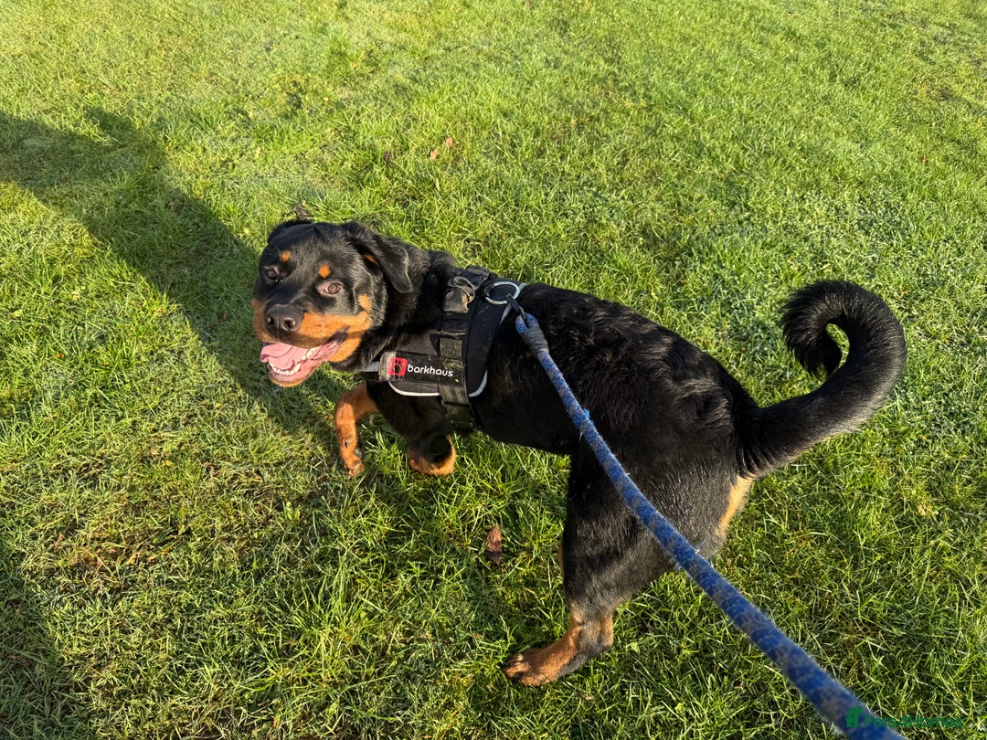Rottweiler dogs for sale: Rottweiler pup for rehome - Advert 4
