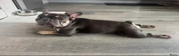 French Bulldog dogs for sale: Stitch  - Advert 5