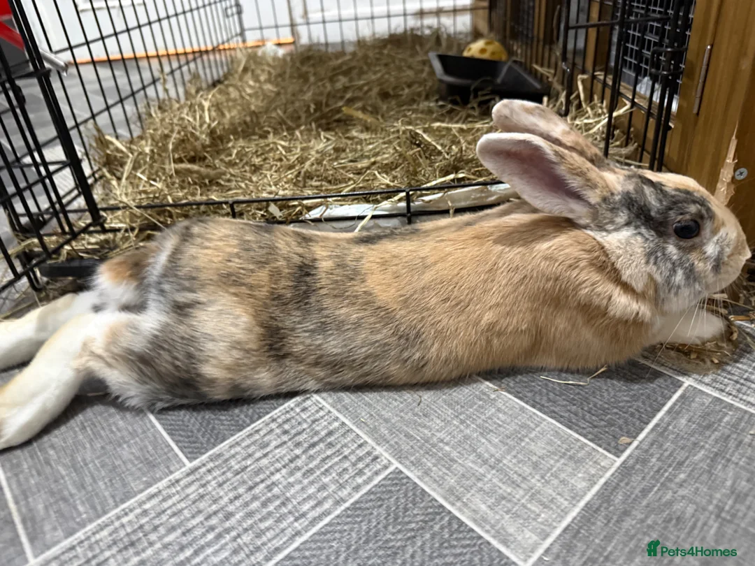 Harlequin rabbits for sale: 3x Harlequin Bunnies - Advert 2