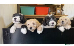 Mixed Breed dogs for sale: Bearded Collie Cross Miniature Poodle Puppies - Image 12