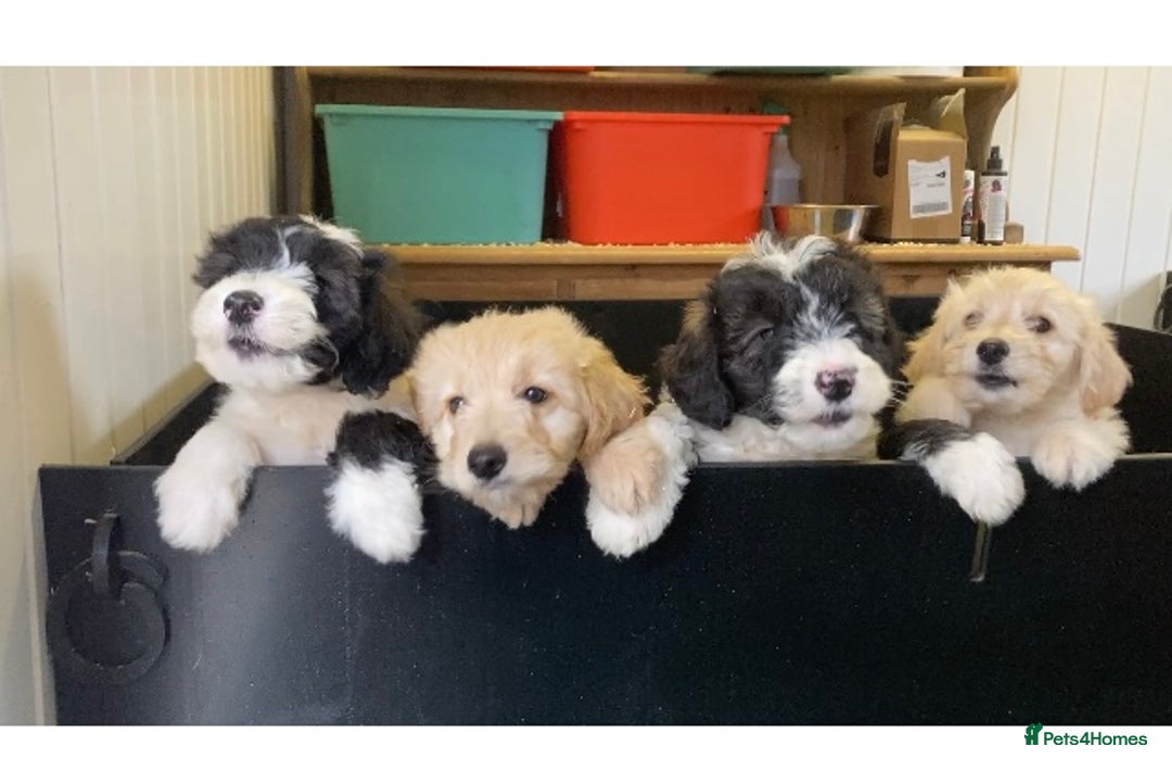 Mixed Breed dogs for sale: Bearded Collie Cross Miniature Poodle Puppies - Image 12