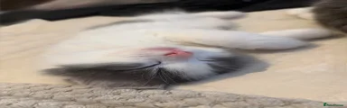Koda 