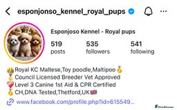 Maltipoo dogs for sale: 👑ULTRA RARE F1 ASIAN TINY MALTIPOO PUPPIES👑 - Image 2
