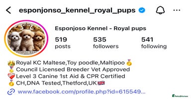 Maltipoo dogs - Advert 6