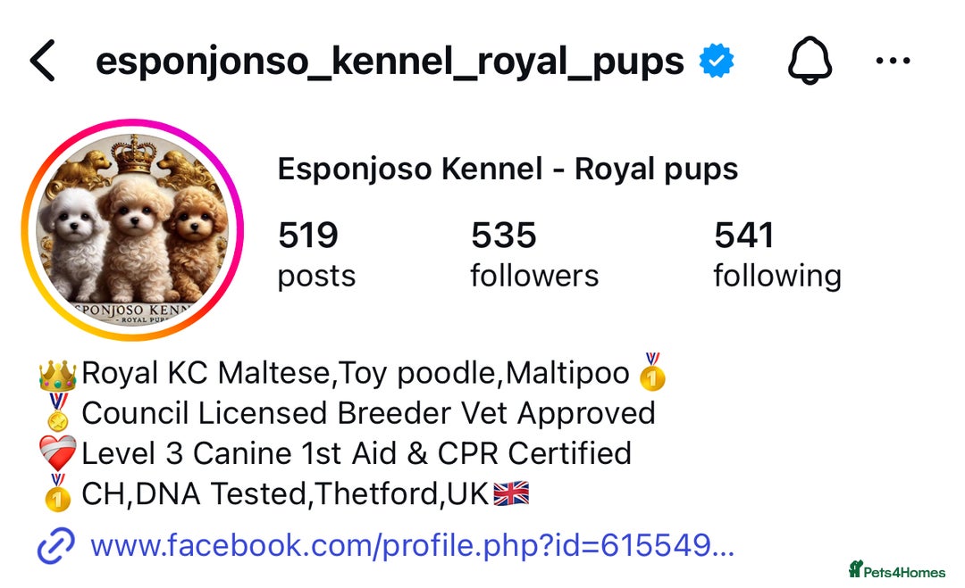 Maltipoo dogs for sale: 👑ULTRA RARE F1 ASIAN TINY MALTIPOO PUPPIES👑 - Image 2
