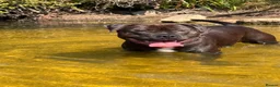 Staffordshire Bull Terrier dogs for stud: Staffordshire bull terrier  - Advert 5