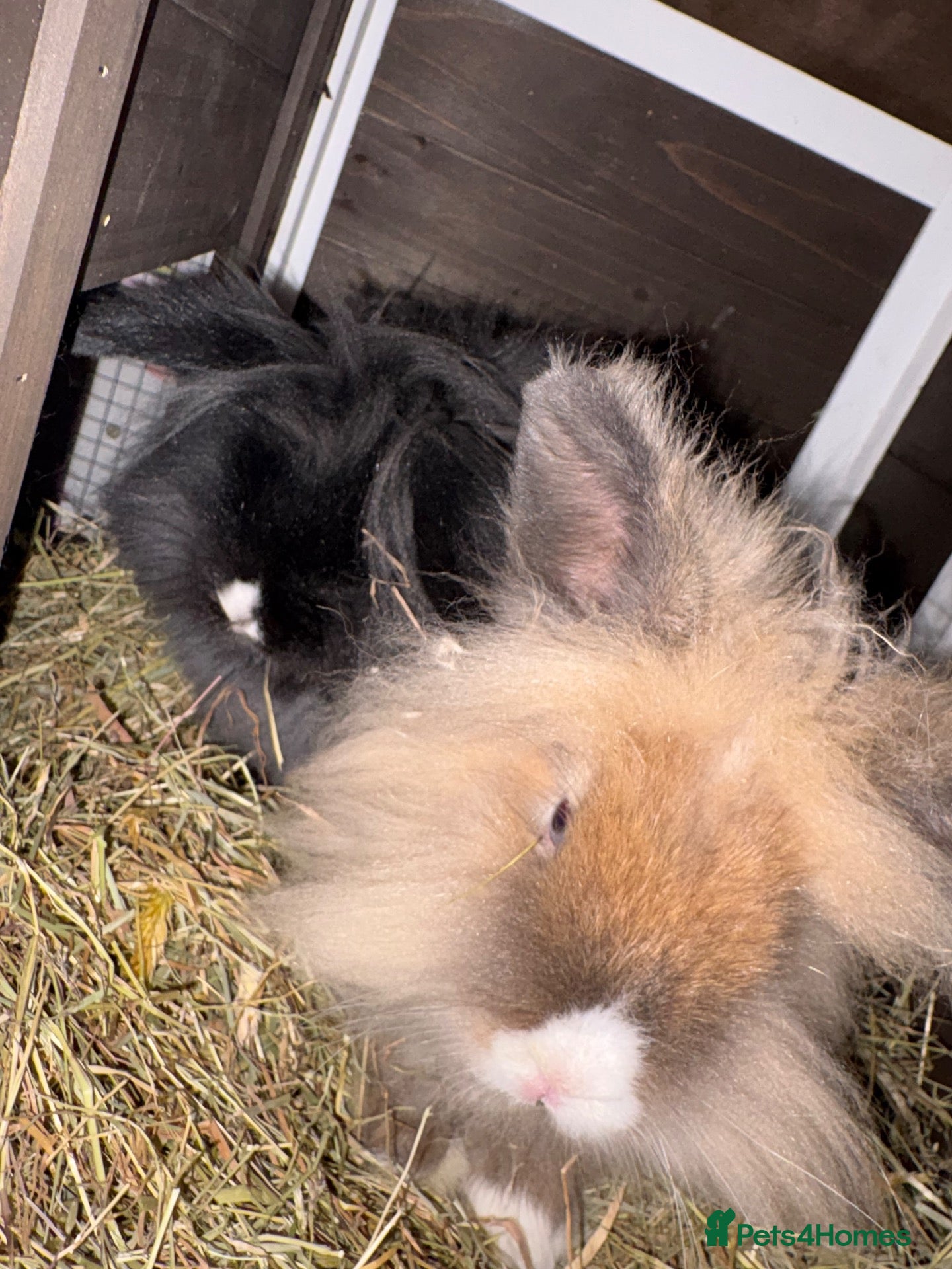 Lionhead rabbits for sale: Two female lionheads  - Advert 17