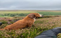 Cocker Spaniel dogs for sale: Cocker Spaniel Puppies  - Advert 9