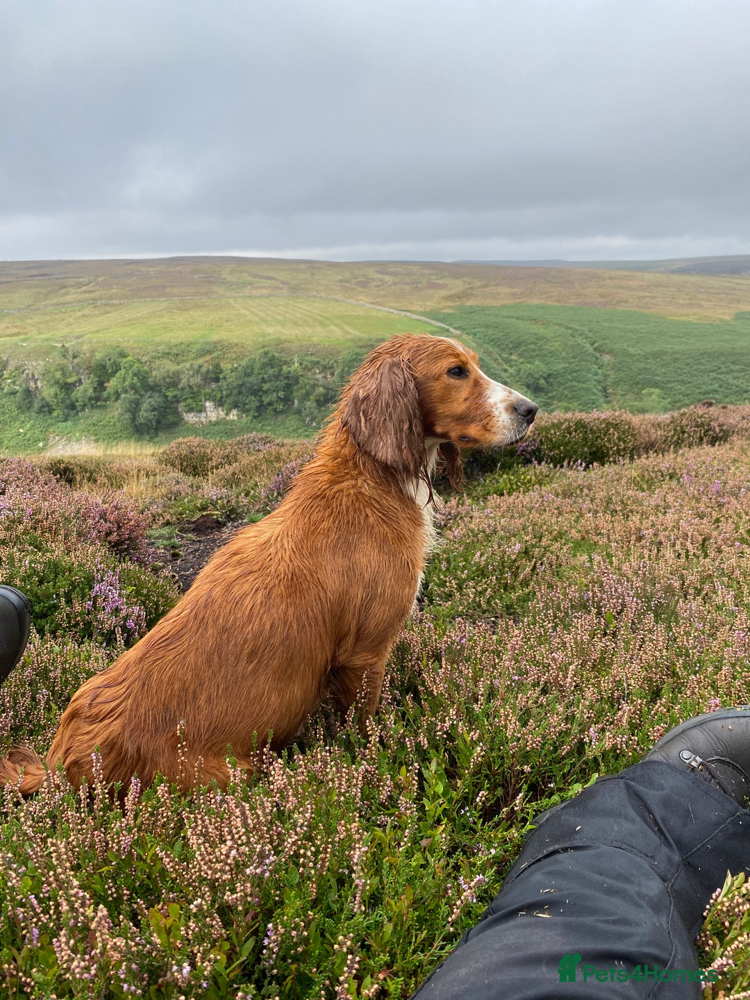 Cocker Spaniel dogs for sale: Cocker Spaniel Puppies  - Advert 9
